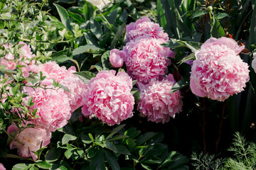 Pink peony blooming in garden with lush green foliage background © artifirsov