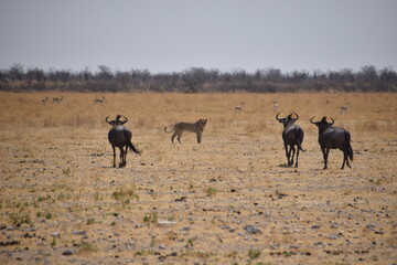 Naklejka premium African Lion and Wildebeest, Etosha National Park, Namibia