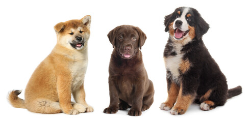 Fototapeta premium Adorable puppies on white background. Baby animals