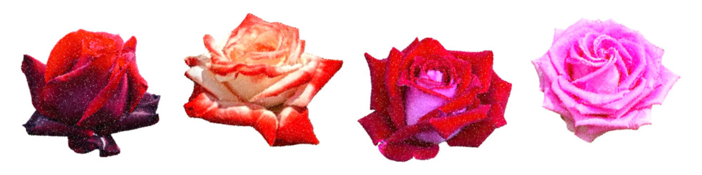 Roses cut out elements for collage set. Flower heads with pointillism texture and vintage grainy stipple halftone dotted effect. Floral stickers for scrapbook Modern retro vector illustration isolated