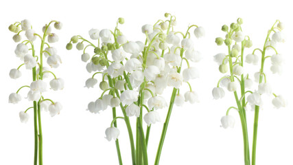 Fototapeta premium Beautiful lily-of-the-valley flowers isolated on white, set