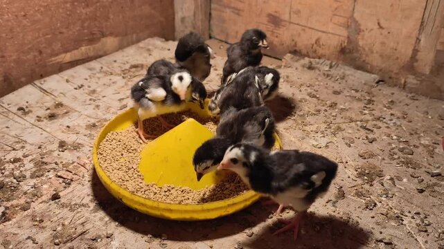 Baby Chicks Huddled Eating Food Yellow Bowl
