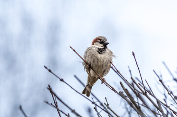 Mały wróbel siedzący na suchych gałęziach krzewu. Portret małego ptaka w naturalnym środowisku na tle jasnego, rozmytego tła, dzika przyroda zimą. © Henryk Niestrój