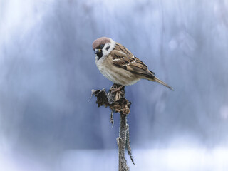 Mazurek (Passer montanus) siedzący na suchej roślinie w zimowej scenerii. Mały ptak z charakterystyczną plamką na policzku, rozmyte chłodne tło. © Henryk Niestrój