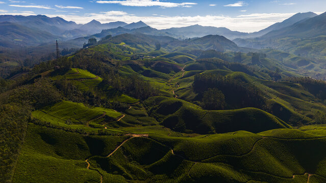 Aerial view of the lush green tea plantations of Munnar, with rolling hills and distant mountains under a clear sky in Munnar, Kerala, India.