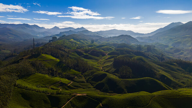 Aerial view of lush green tea plantations covering rolling hills with winding paths under a clear blue sky in Munnar, Kerala, India.