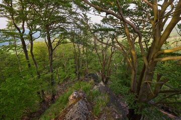 Fototapeta premium Green Beech Forest in Luzicke hory