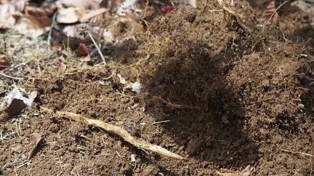 Close-up of a hand using a garden hoe to cultivate soil, breaking up roots and preparing ground for planting