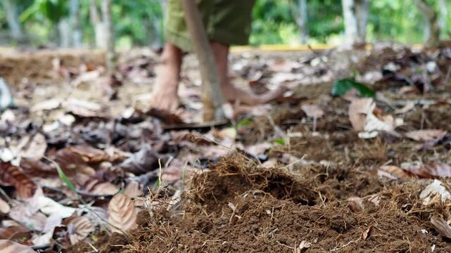 Barefoot farmer using a hoe to dig and cultivate dry soil, preparing the ground for planting in a rural field.
