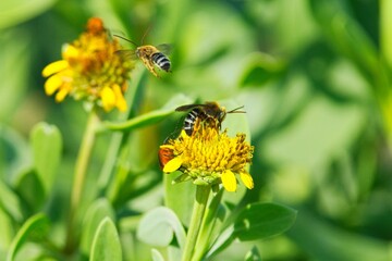 bee on yellow flower in the spring © Nomadalpics