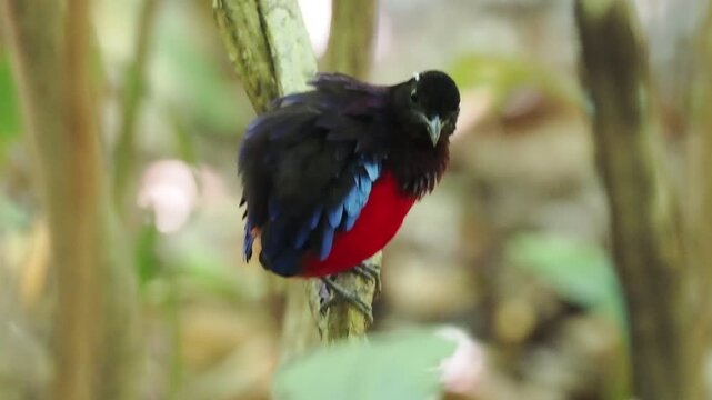 Black-crowned Pitta Preening While Perched in Forest