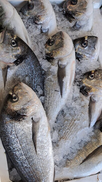 Close-up shot of Adriatic Sea bream - Italian fish
