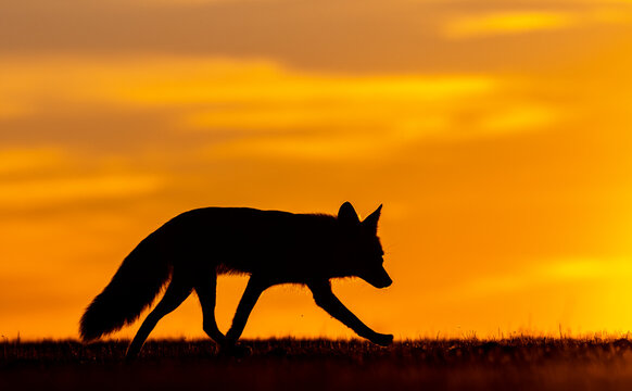 Red fox silhouetted 