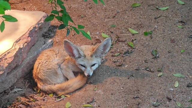 The adorable fennec fox with giant ears curls its fluffy tail, peacefully sleeping on the warm sandy ground
