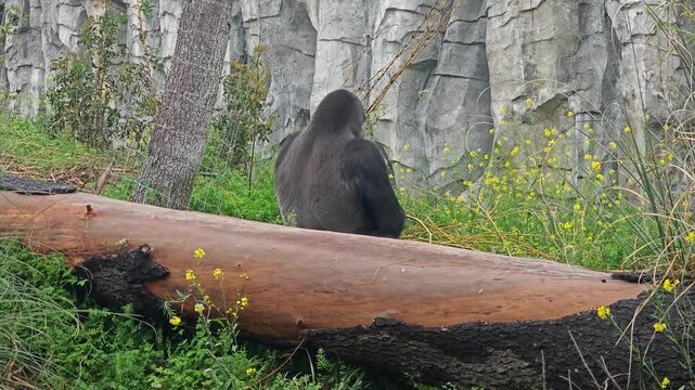 massive silverback gorilla sit and eating quietly behind a large fallen log, surrounded by lush green grass and bright yellow wildflowers