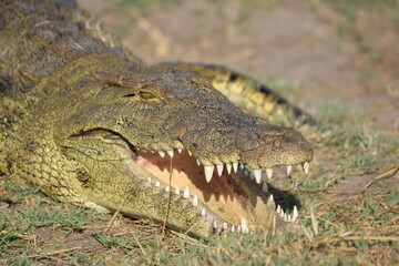 Fototapeta premium Nile Crocodile, Chobe River, Botswana