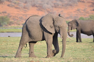 Fototapeta premium African Elephants, Chobe River, Botswana