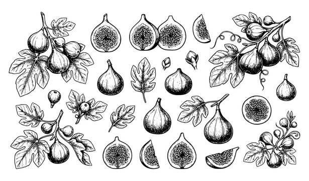 Hand Drawn Fig Fruit Clipart and Botanical Elements Vector Set
