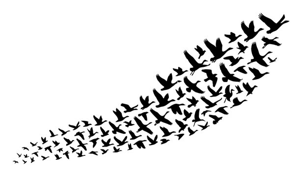 Flying birds silhouette vector set with flock of migrating wild bird characters in flight poses isolated on white background
