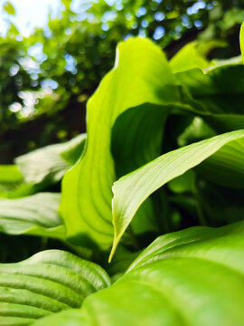 Close up of vibrant green hosta leaves growing in a garden. Decorative foliage plant with large textured leaves, natural patterns, and rich green color. Botanical background featuring ornamental veget