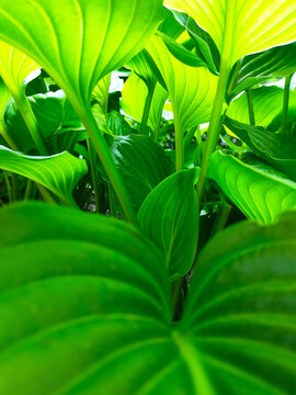 Close up of vibrant green hosta leaves growing in a garden. Decorative foliage plant with large textured leaves, natural patterns, and rich green color. Botanical background featuring ornamental veget