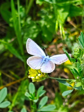 Close-up macro photograph of a pale blue butterfly resting on a small yellow wildflower. Delicate wings with soft blue coloration and fine veins are clearly visible. Green leaves and natural vegetatio