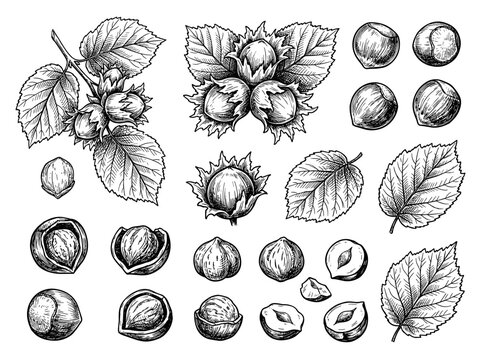 Hand drawn black ink sketch of hazelnut filbert set with leaf and kernel, isolated on white background