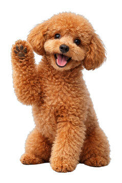 PNG Adorable curly-haired dog waving