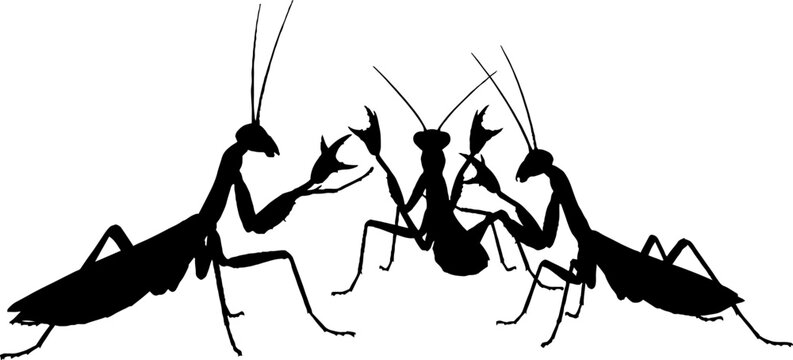 Black and white illustration of praying mantises fighting.