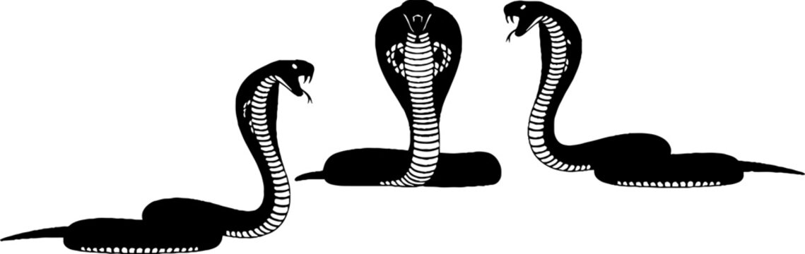 Three cobras with hoods flared in defensive stance.