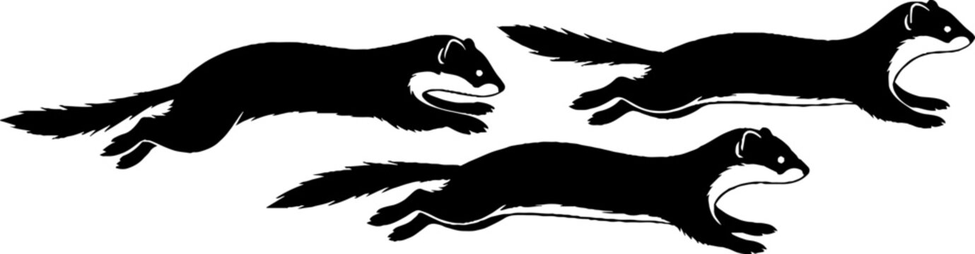 Three black weasels running in action pose.