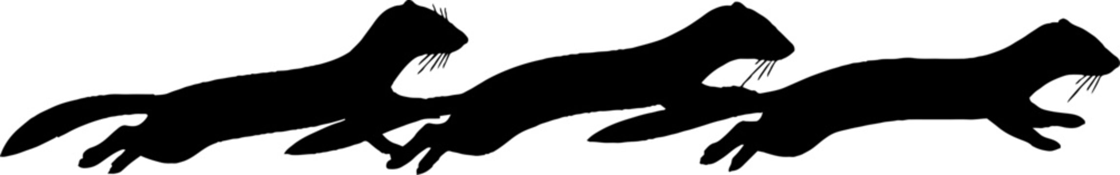 Three black weasels running in a line.