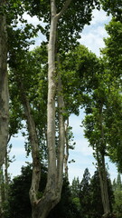 Fototapeta premium The tall trees view in the summer days