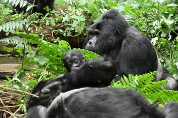 critically endangered Eastern gorilla subspecies (Gorilla beringei beringei). encounter in impenetrable rainforest bwindi natural park © Michaela Holubová