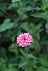 Fototapeta premium pink flower in the garden