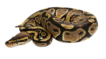 Fototapeta premium Ball Python coiled with intricate brown and yellow pattern