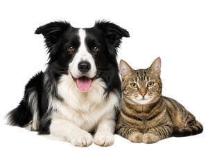 Fototapeta premium Cute... isolated on a transparent background