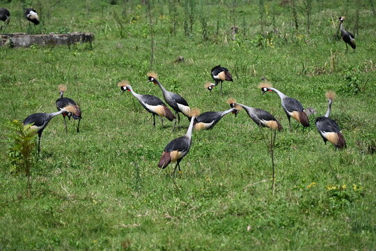 The grey crowned crane Balearica regulorum large crane species native to Sub-Saharan Africa. It occurs mainly in dry savannah, although it nests in somewhat wetter habitats, and can also be found in m