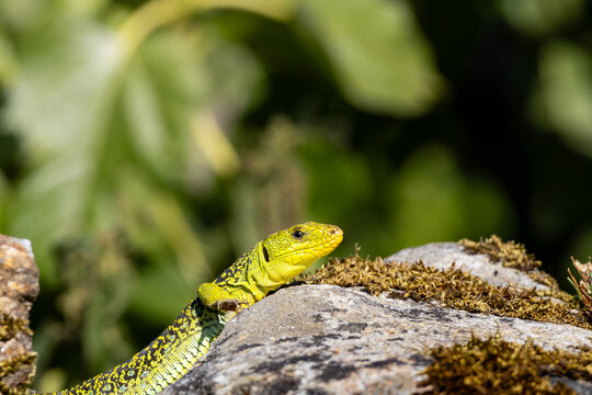 Close up of a bright green wild ocellated lizard (Timon lepidus) resting on a rock with ample green copy space.