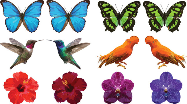Tropical birds and exotic flowers vector set with blue morpho butterfly green swallowtail hummingbird orchid and hibiscus on white background