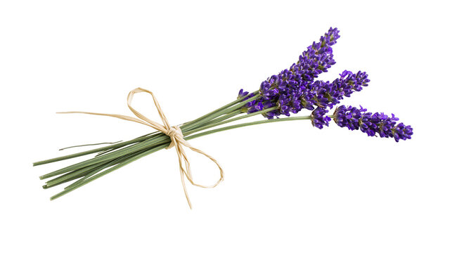 Lavender sprigs tied with raffia bow