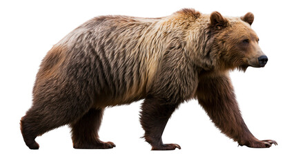 Fototapeta premium Brown bear walking profile view full body
