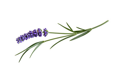 Purple lavender flower sprig with green leaves © Aisling