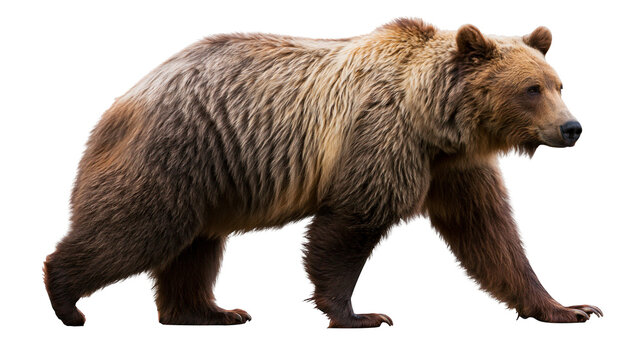 Brown bear walking profile view full body