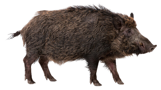 Wild boar with dark shaggy fur and tusks