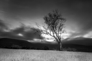 Fototapeta premium Lonely bare tree standing in a cereal field at sunset with misty mountains and a colorful dramatic sky in Burgos Spain
