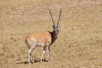 A male Tibetan antelope on the Qinghai-Tibet Plateau © Miuche