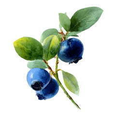 watercolor vector of Bilberry, isolated on a white background. © F-ART
