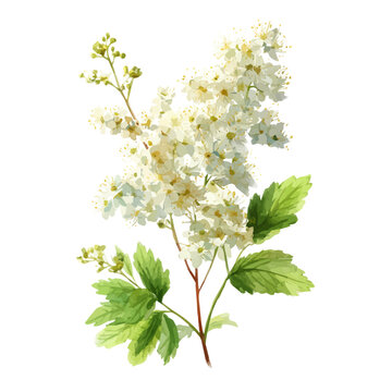 Meadowsweet, watercolor illustration vector, isolated on a white background.