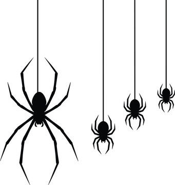 Black silhouettes of creepy hanging spiders on threads isolated on a white background